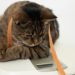 Quand nourrir chat après stérilisation ?