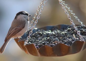 Comment nourrir les oiseaux en été ?