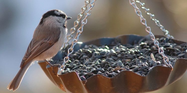 Comment nourrir les oiseaux en été ?
