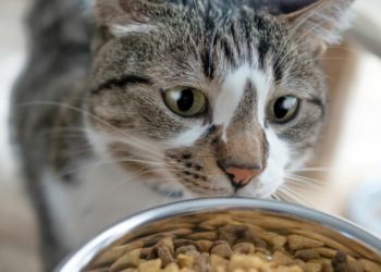 Quelle quantité de nourriture donner à un chaton ?