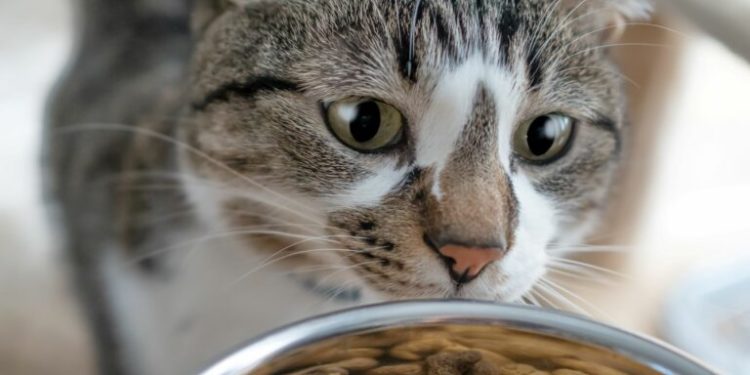 Quelle quantité de nourriture donner à un chaton ?