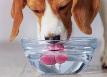 Pourquoi un chien boit beaucoup d'eau ?