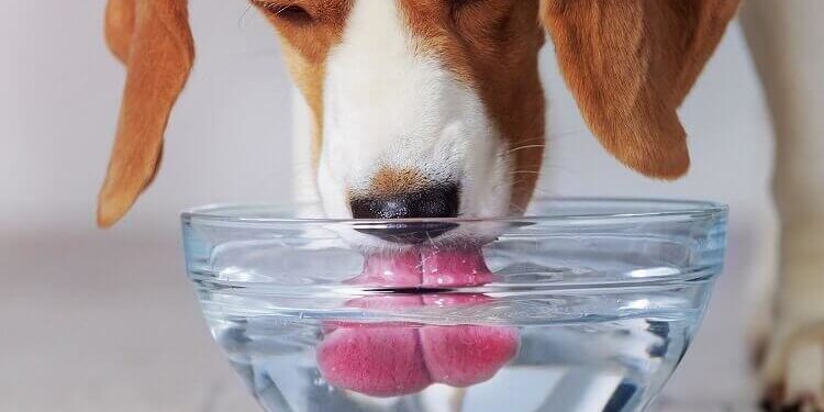 Pourquoi un chien boit beaucoup d'eau ?