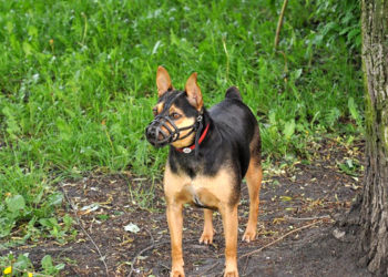 Quand utiliser metacam chien ?