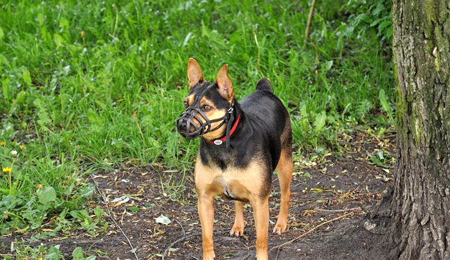 Quand utiliser metacam chien ?