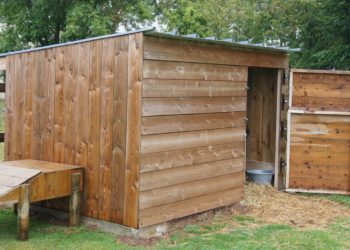 Quelle quantité de foin pour une chèvre naine ?