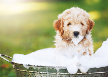 Comment laver son chiot pour la première fois ?