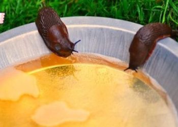 Comment se débarrasser de la giardiose ?