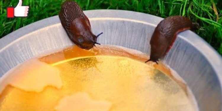 Comment se débarrasser de la giardiose ?