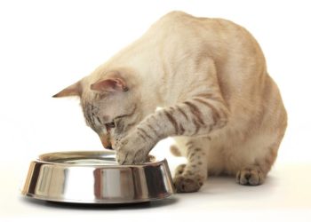 Comment vermifuger un chat naturellement ?