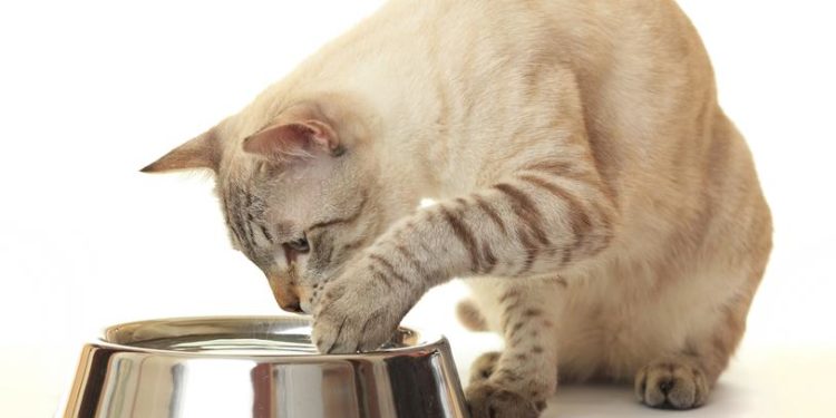 Comment vermifuger un chat naturellement ?