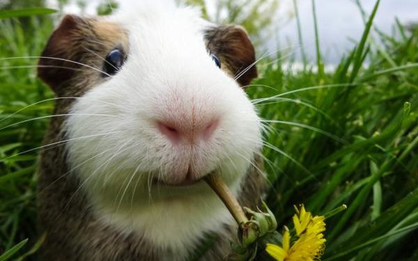 Comment savoir si mon cochon d'Inde a peur ?