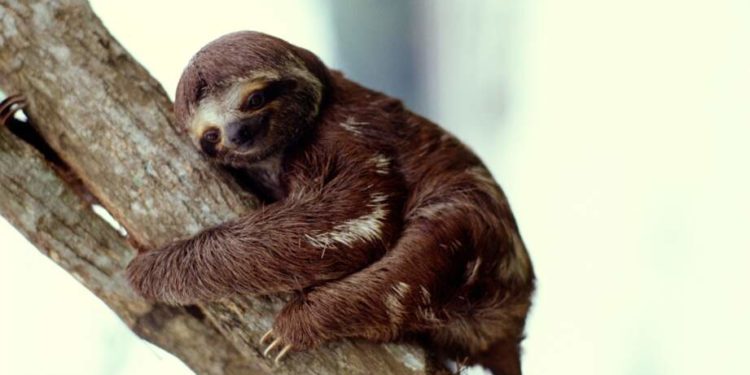 Quel animal peut dormir plus de 18 heures ?