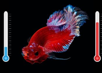Quelle température pour un poisson combattant ?