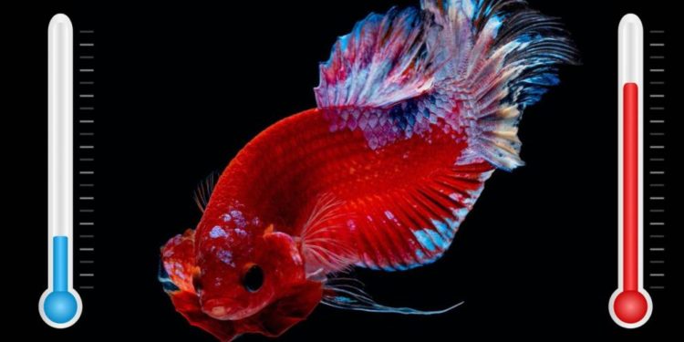 Quelle température pour un poisson combattant ?