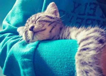 Comment faire pour que mon chat s'habitue à la collerette ?