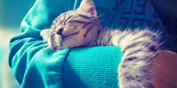 Comment faire pour que mon chat s'habitue à la collerette ?