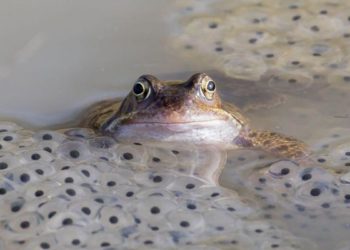 Quelle est la période de reproduction des grenouilles ?