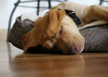 Comment vacciner son chiot ?