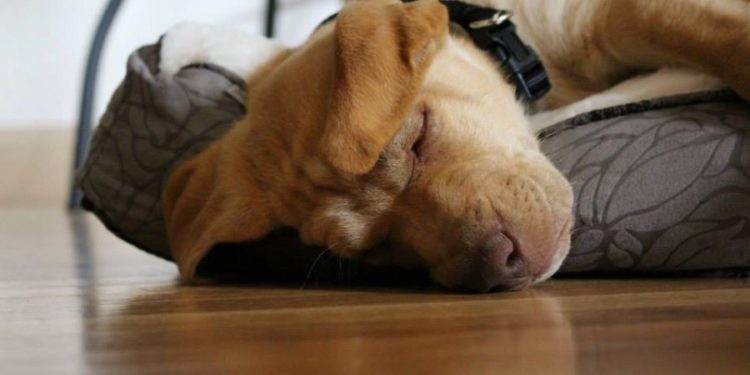 Comment vacciner son chiot ?