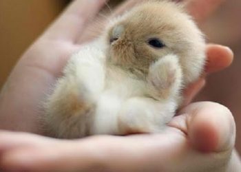 Pourquoi les bébés lapins meurent ?