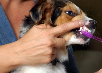 Quel dentifrice pour chiens ?