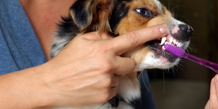 Quel dentifrice pour chiens ?