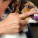 Quel dentifrice pour chiens ?