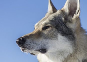 Quel est le prix d'un chien loup ?