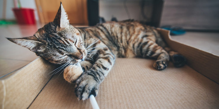 Pourquoi un chat se lèche T-IL tout le temps ?