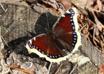 Où vont les canards en hiver ?
