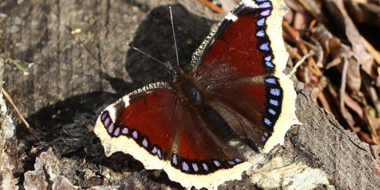 Où vont les canards en hiver ?