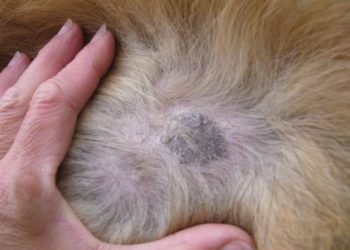 Comment ne pas attraper la teigne ?