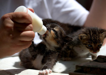 Comment gérer un chaton la nuit ?