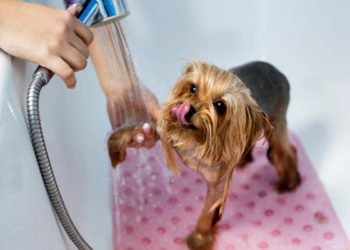 Comment laver un chien Yorkshire ?