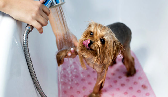 Comment laver un chien Yorkshire ?