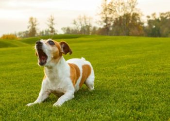 Pourquoi le chiot aboie ?