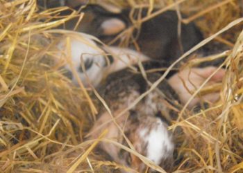 Quand les lapereaux Ont-ils des poils ?