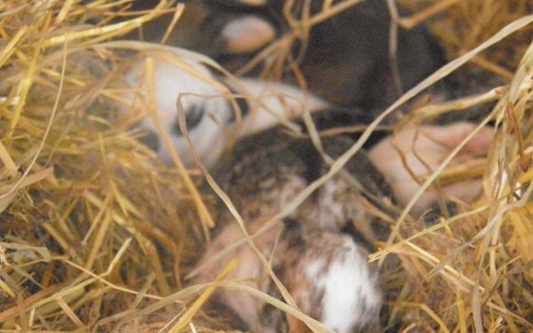 Quand les lapereaux Ont-ils des poils ?