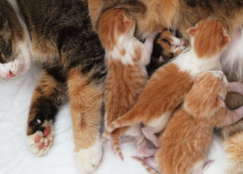 Comment sont les chatons à la naissance ?