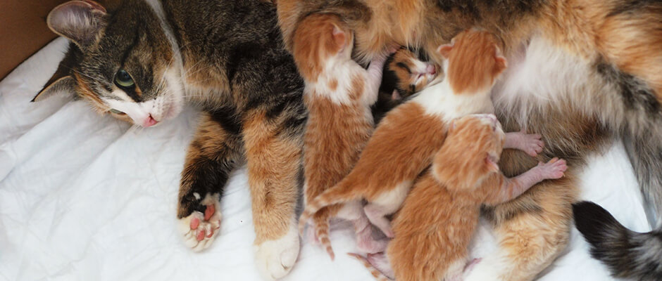 Comment Sont Les Chatons A La Naissance