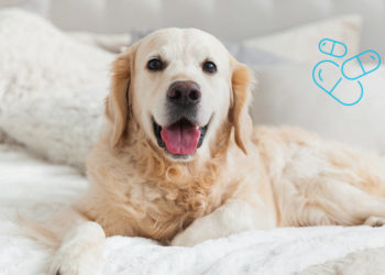 Comment savoir si il faut vermifuger son chien ?