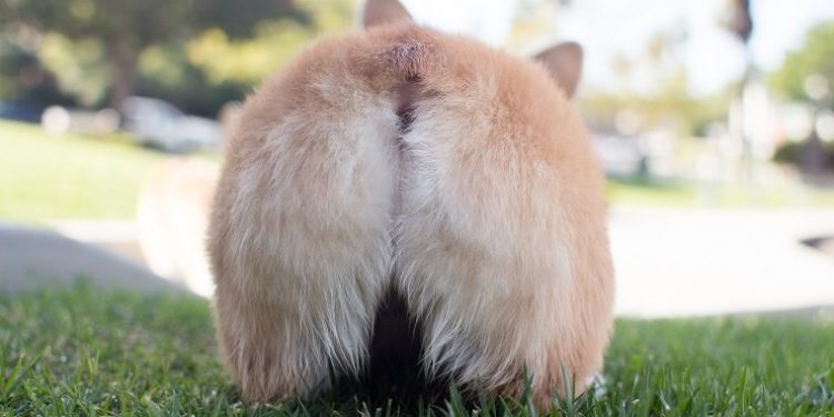 Comment savoir si le vermifuge a fonctionné ?