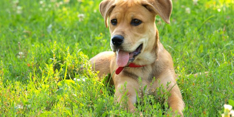 Comment faire un vermifuge naturel pour chien ?