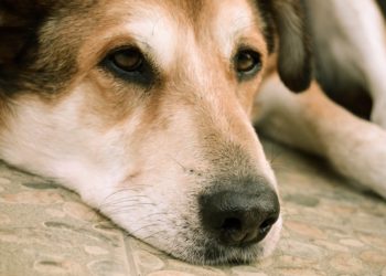 Quand purger son chien ?