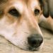 Quand purger son chien ?