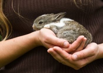 Comment nourrir un lapereau de 3 semaines ?