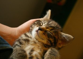 Quand Peut-on changer les chatons de place ?