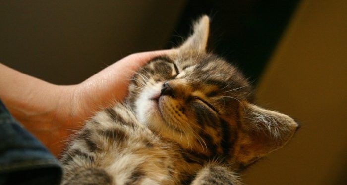 Quand Peut-on changer les chatons de place ?