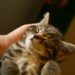 Quand Peut-on changer les chatons de place ?
